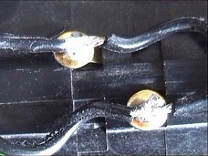 Kabel mit angelöteten Klammern unter der Schiene am Stromleiter
